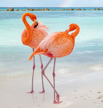 Aruba