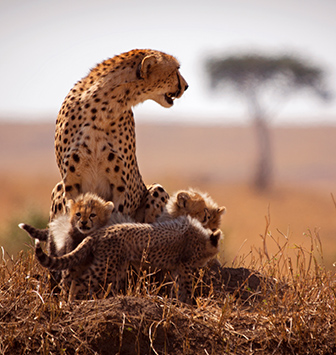 Kenya
